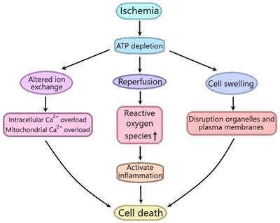 Exogenous Hydrogen Sulfide Plays an Important Role Through Regulating Autophagy in Ischemia/Reperfusion Injury